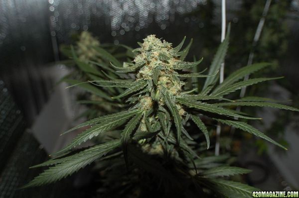 Northern_Lights_Big_Bud4.JPG