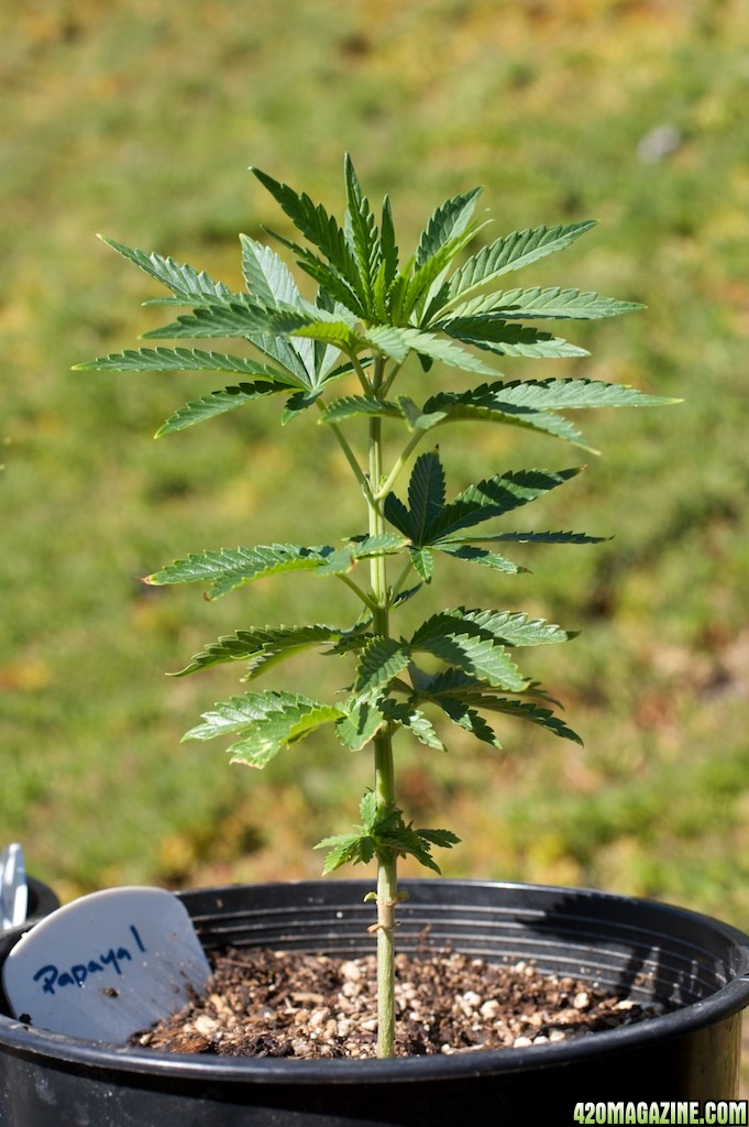 papaya1_11_06_09.jpg