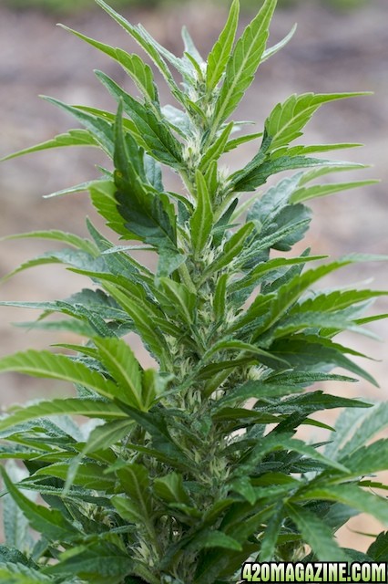 papaya_10wks_2.jpg