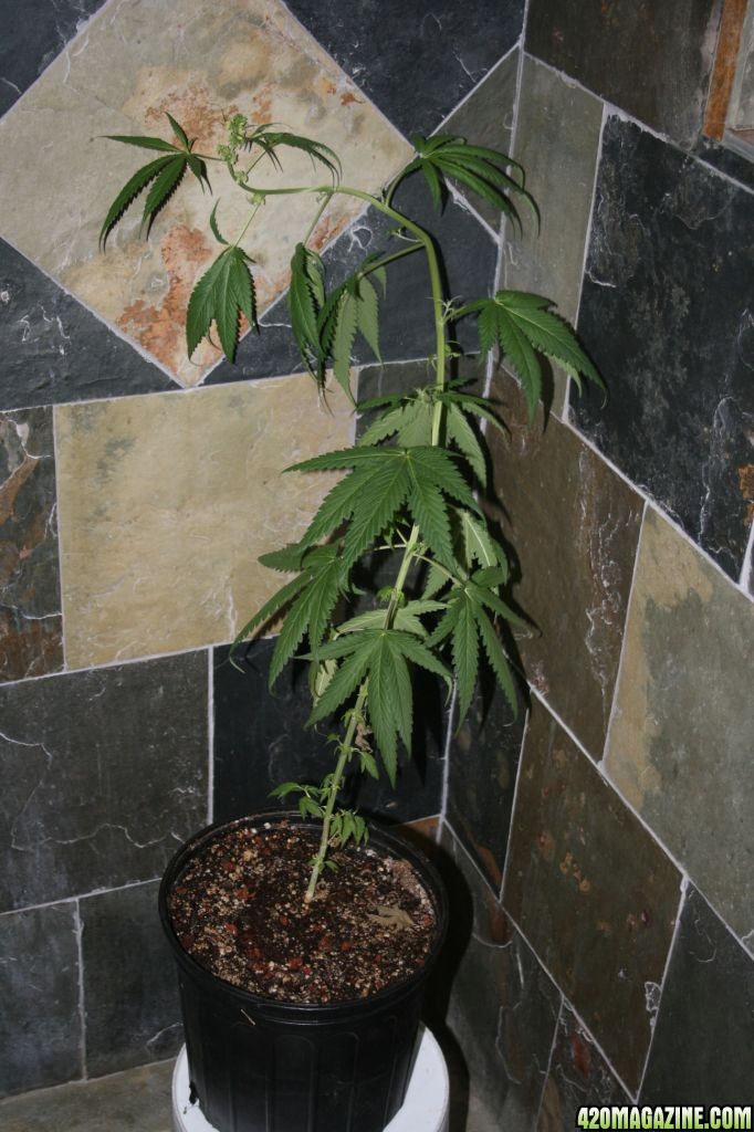 rsz_plants1_008.jpg