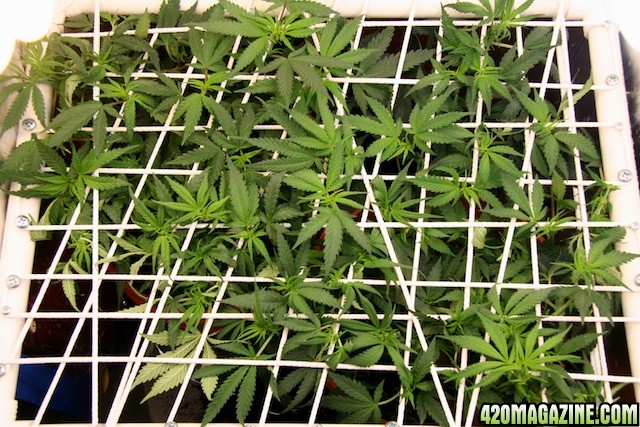 scrog_3weeks_01_2.jpg