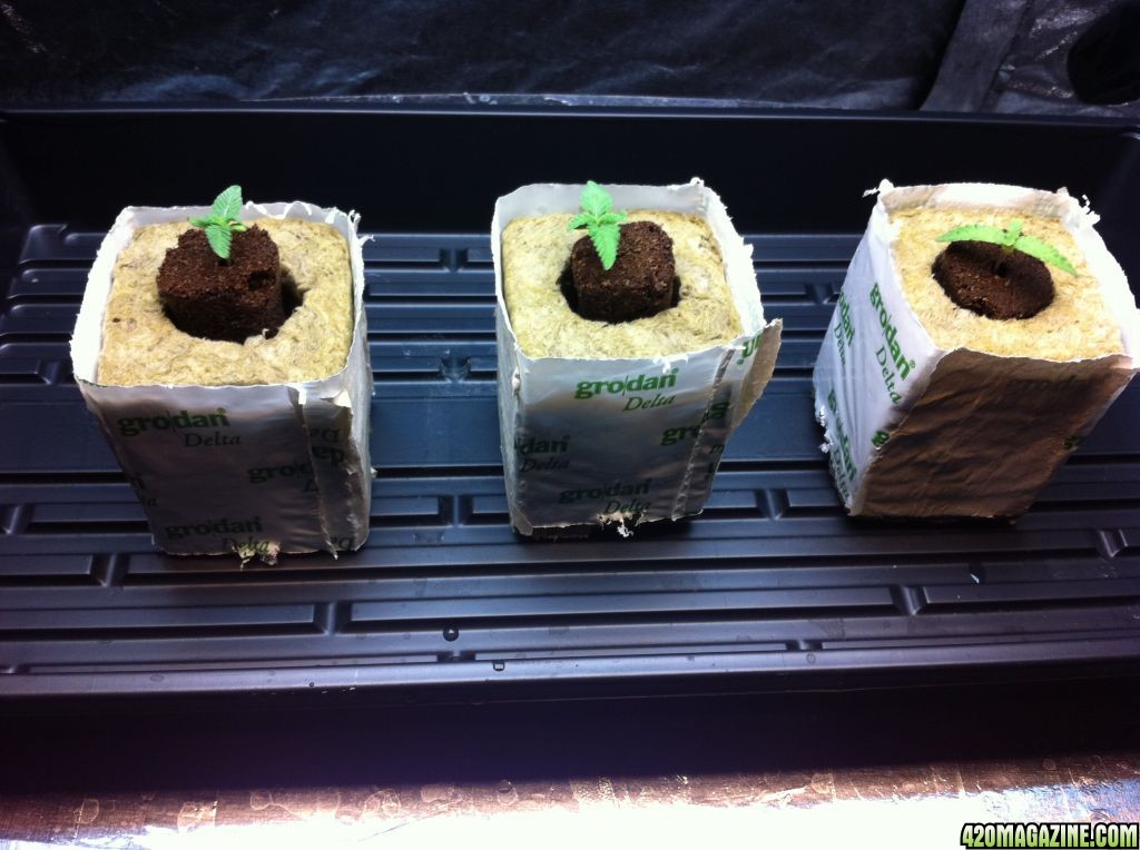 seedlings29.JPG