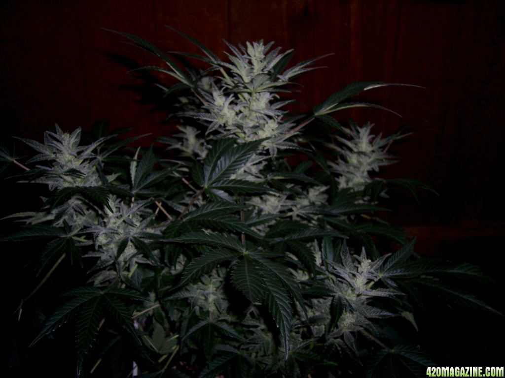 AK-47_X_Lowryder_Auto_Flowering.JPG