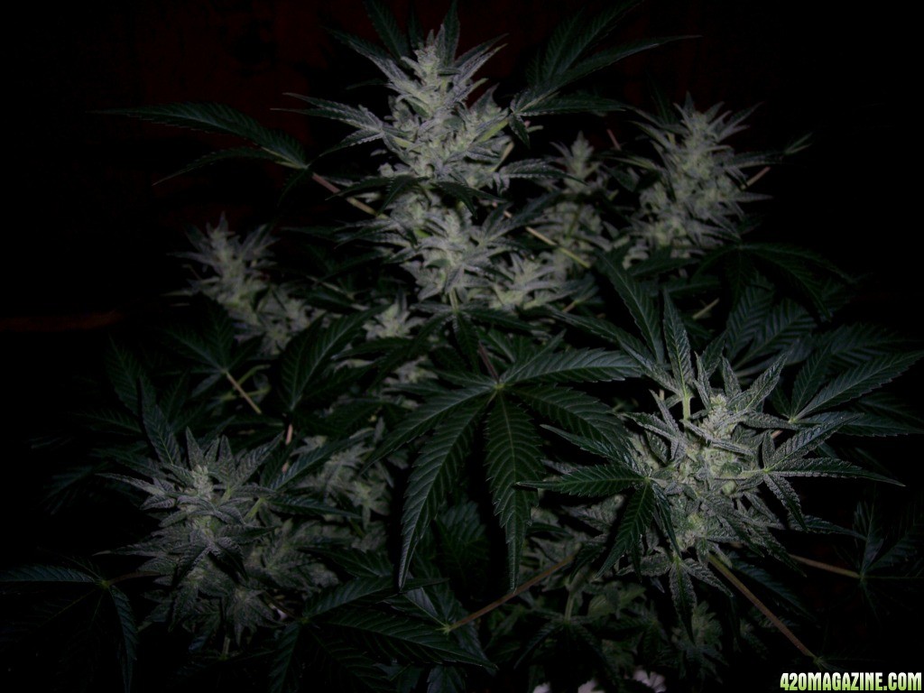 AK-47_X_Lowryder_Auto_Flowering_4_.JPG