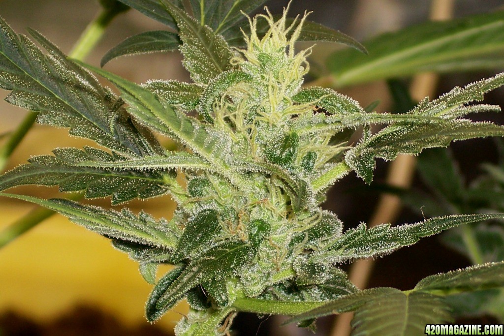 Dinafem_Fruit_Auto_Grapefruit_62_days_old_2_.JPG