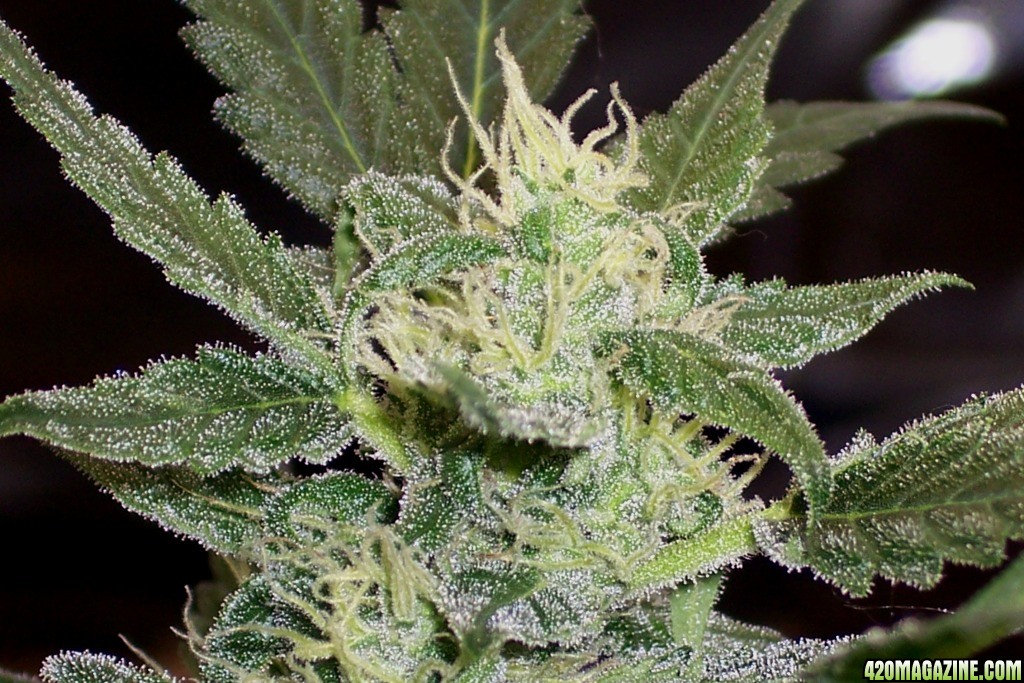 Dinafem_Fruit_Auto_Grapefruit_62_days_old_4_.JPG