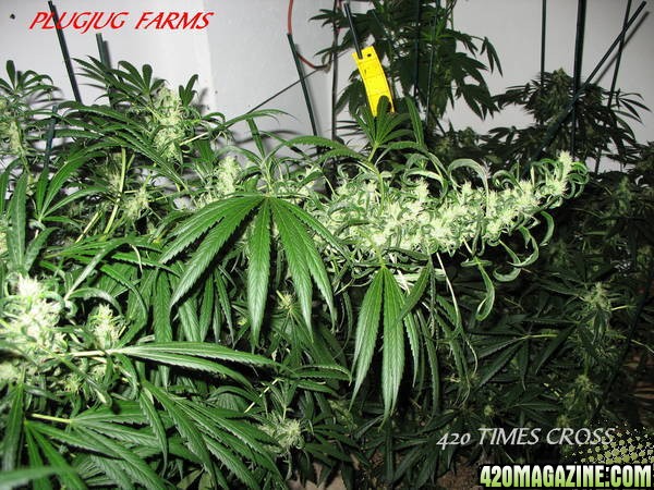 PLUGJUG_FARMS_420CROSS.jpg