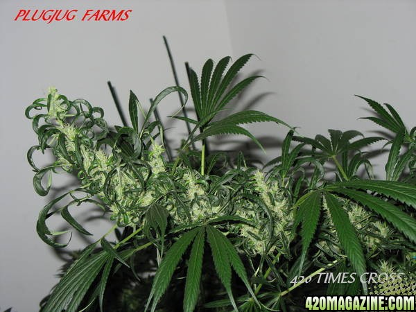 PLUGJUG_FARMS_420CROSS_2.jpg