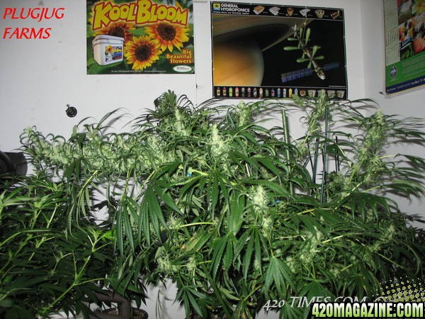 PLUGJUG_FARMS_420_TIMES_COM_CROSS.jpg