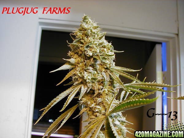 PLUGJUG_FARMS_G13.jpg