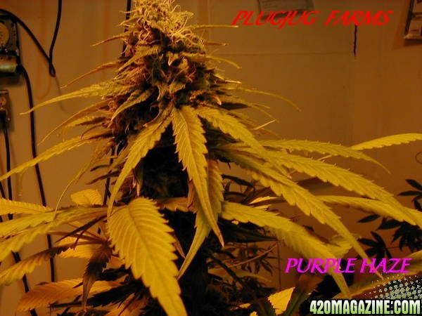 PLUGJUG_FARMS_PURPLEHAZE.jpg