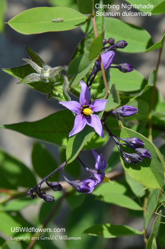 dsc_8605solanum.jpg