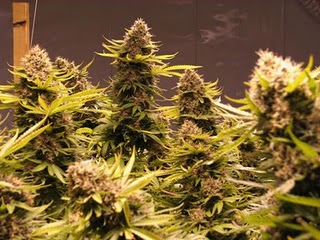 marijuana_raspberry_plant-4.jpg