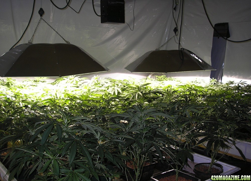 Legal_Indoor_Growroom.jpg