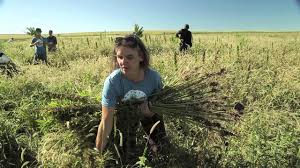 harvesting_hemp_.jpeg