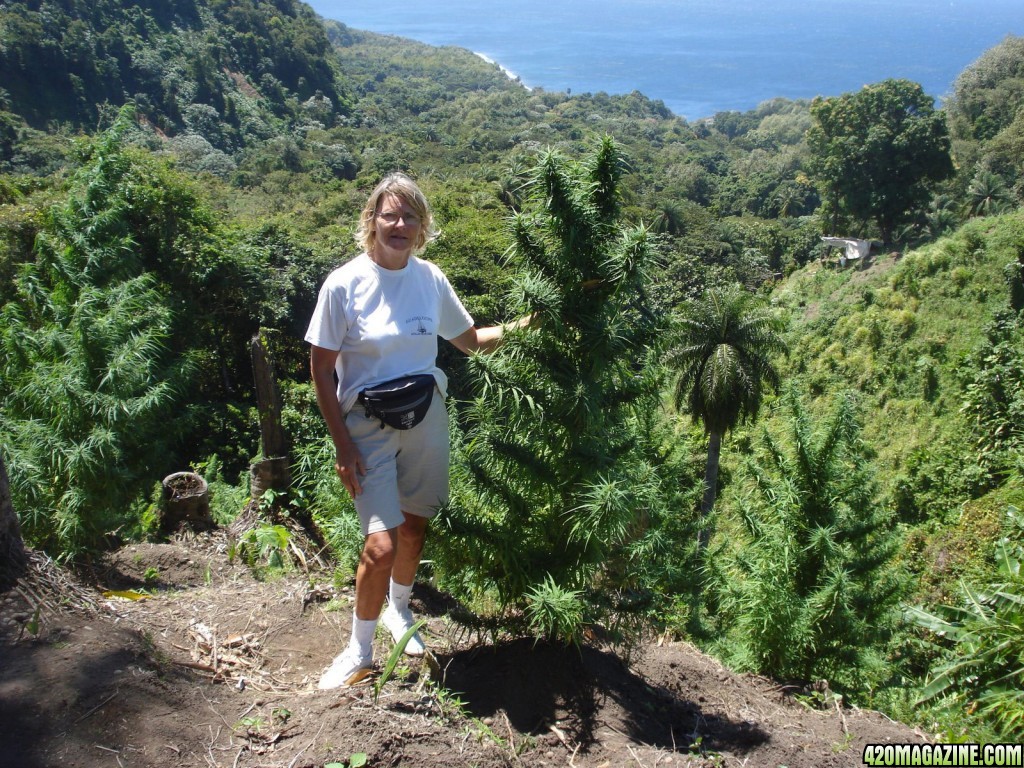 marijuana_hawaii1.jpg