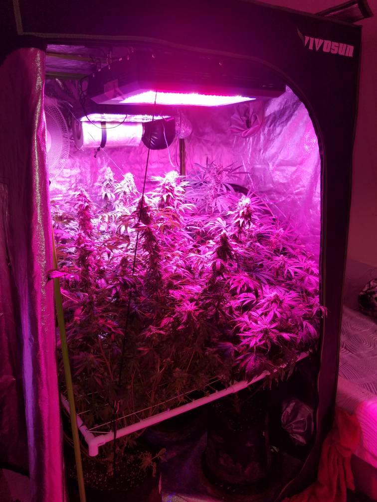 Best 4x4 Grow Tent Light | peacecommission.kdsg.gov.ng
