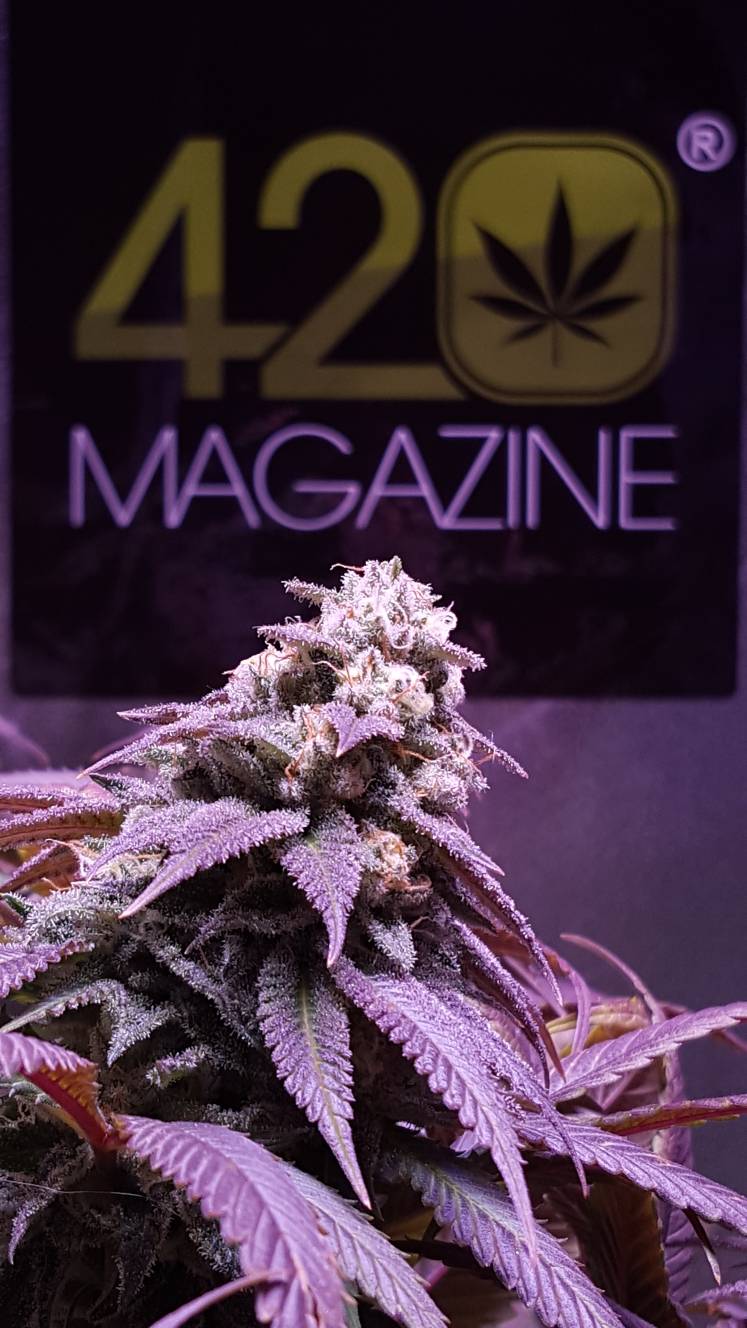 420-magazine-mobile1204526867.jpg