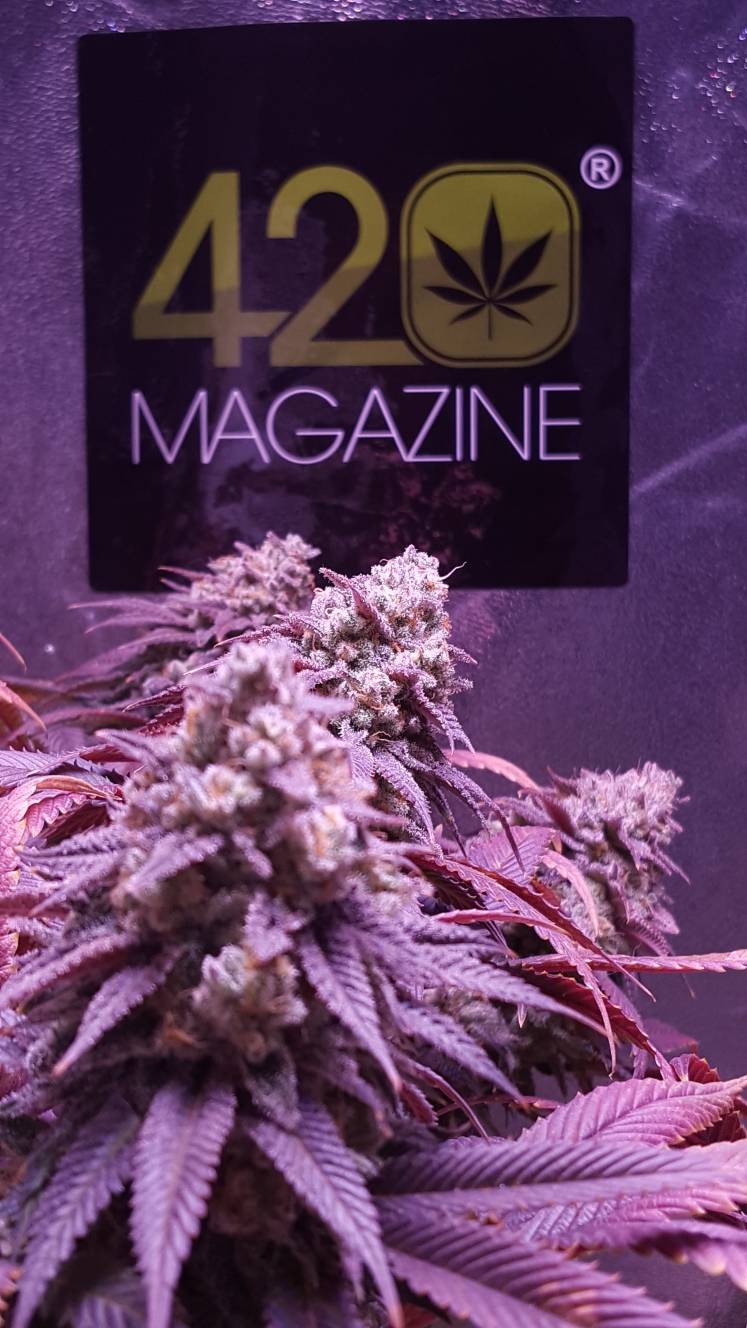 420-magazine-mobile1323594123.jpg