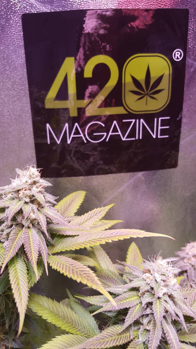 420-magazine-mobile1787061474.jpg