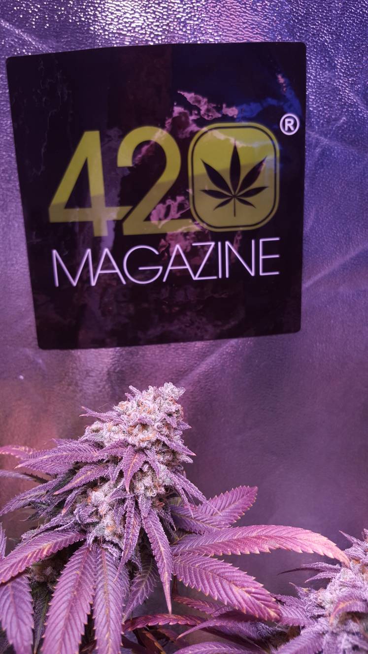 420-magazine-mobile605513589.jpg