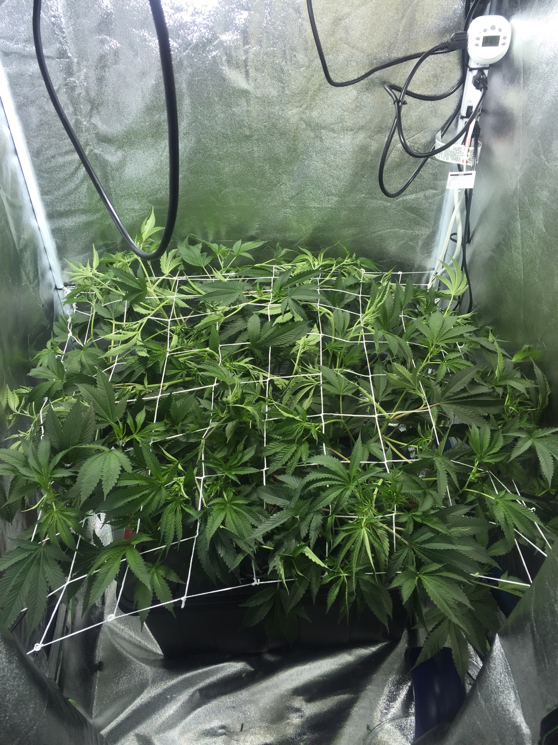 My first DWC grow with a scrog