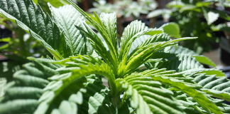 A young cannabis plant enjoys the sunlight