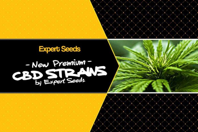 75447_1200x800-optimized expert seeds