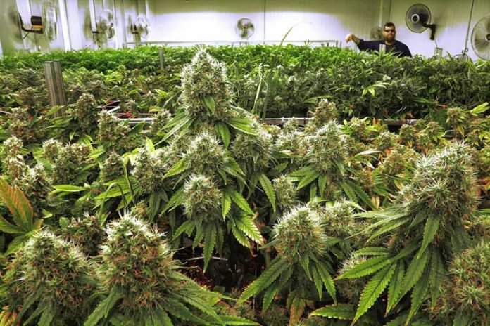 New Jersey's Busiest Weed Dispensary Wants To Build Largest Greenhouse