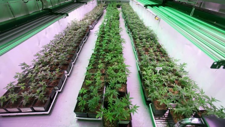 Canada: Pot Growers Say Cannabis Byproduct A Wasted Opportunity For ...