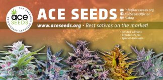 ACE Seeds introduction for 420Magazine forums Ace Seeds