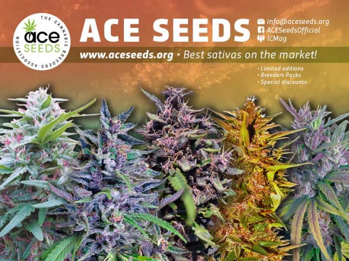 ACE Seeds introduction for 420Magazine forums Ace Seeds