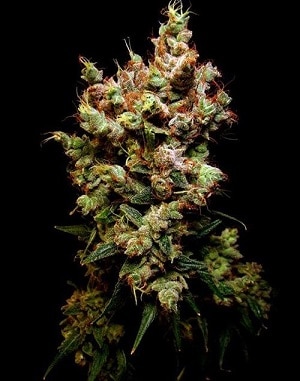 Skywalker OG Autoflower Seeds
Dutch Seeds Shop