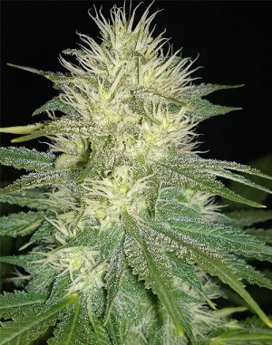 White Russian Seeds
Dutch Seeds Shop