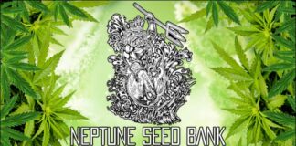 420 Sponsor Neptune Seeds