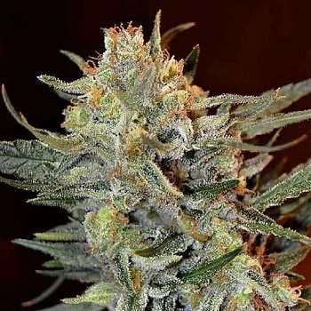 Amnesia Lemon Kush Seeds
 Garden of Green