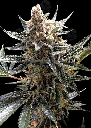 Tangie Ghost Train North Atlantic Seed Co