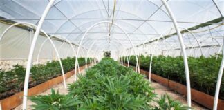 New York's First Legal Marijuana Crop