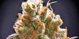 Cannabis flower macro Highly Potent Pot