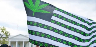 Cannabis flag marijuana