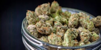 Cannabis nugs in jar Connecticut