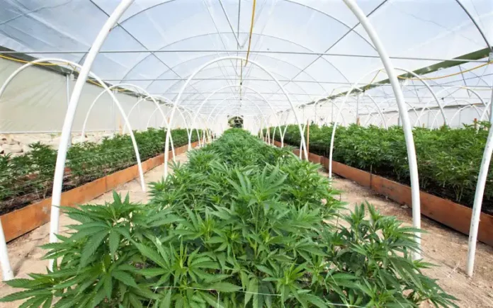 Cannabis greenhouse Hawaii