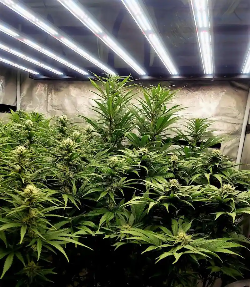 Flowering cannabis Cultiuana