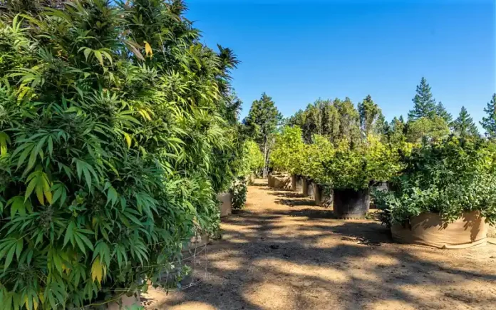 California pot farm pathogen