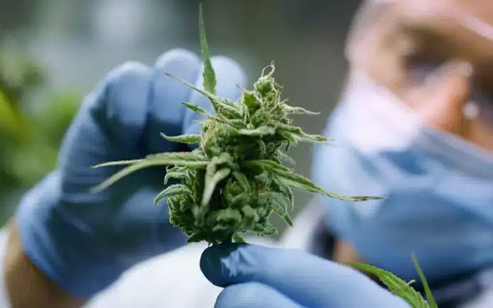 Cannabis flower and scientist cancer