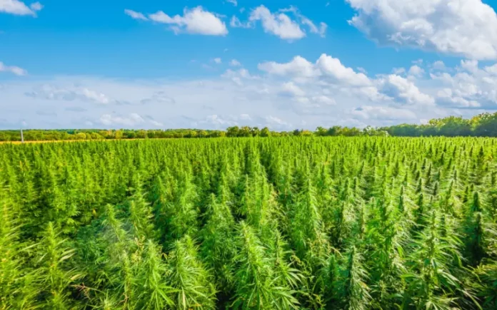 Hemp field hemp