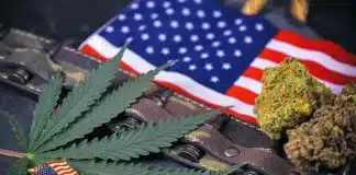 Cannabis buds American flag bullets Minnesotans