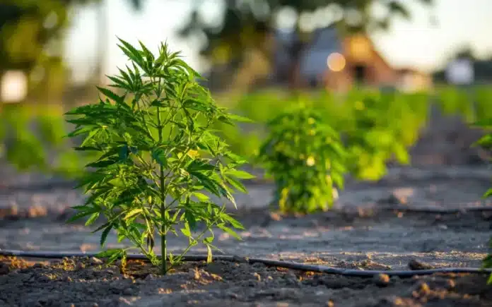 Hemp field Australian hemp