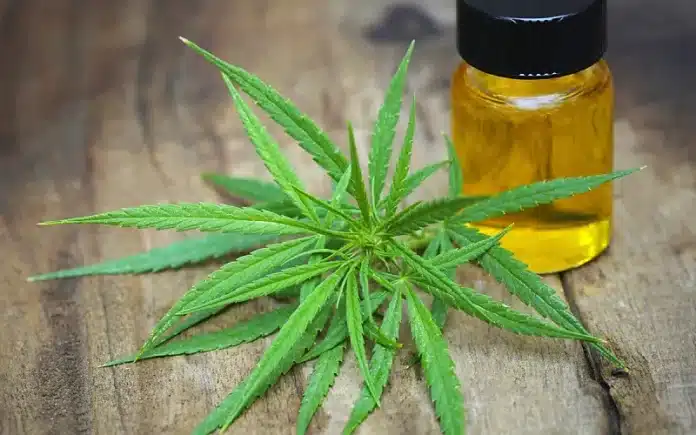 cannabis leaves and oil CBD