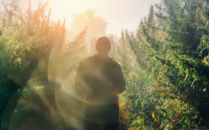 man in cannabis field Catalonia